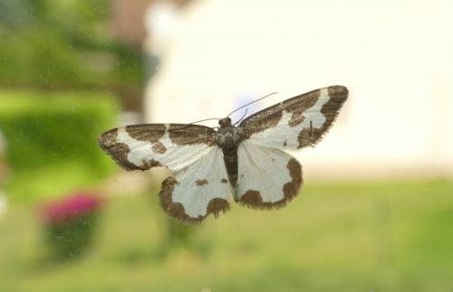 Réf. 183 608 : Lomaspilis marginata